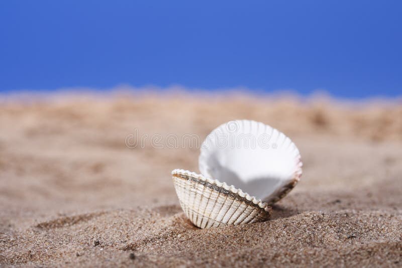 Open sea shell on beach sand and blue sky