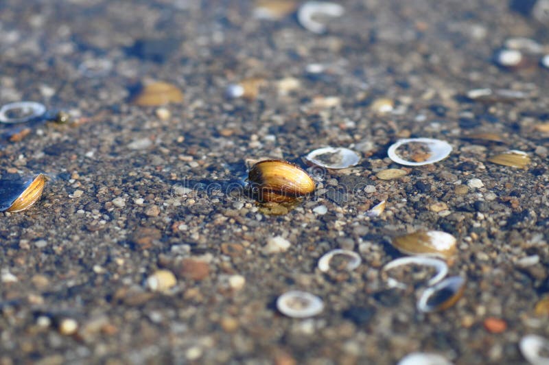 Shells on the river water stock image. Image of light 106692069