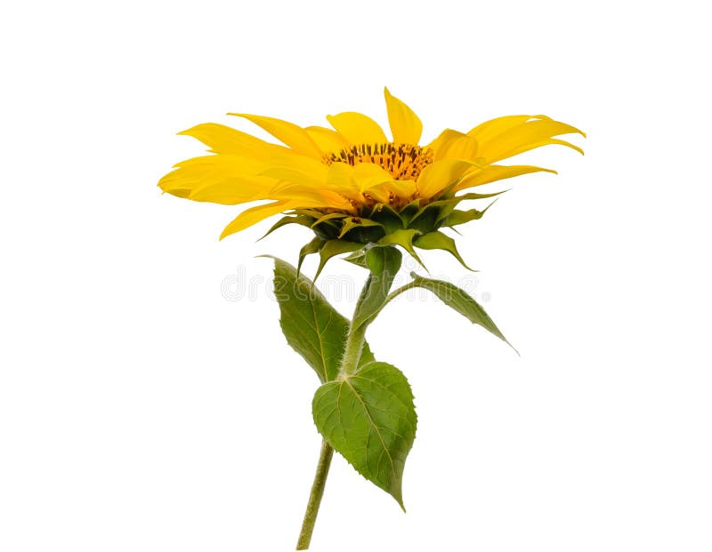 Open sunflower flower on the stem with four green leaves on white background view from above