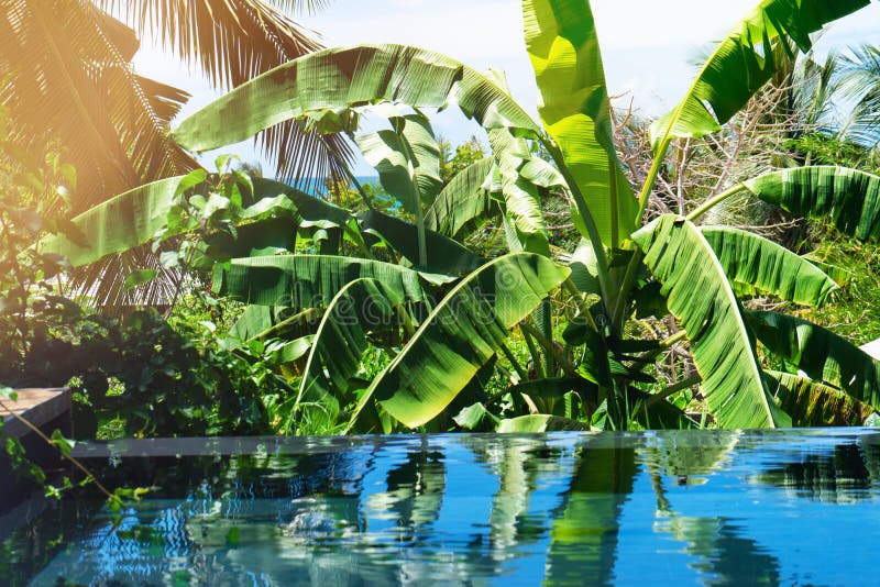 Open tropical yoga studio place with pool and beautiful garden with palm trees and ocean view. stock image Open tropical yoga studio place with pool and beautiful garden with palm trees and ocean view. stock image