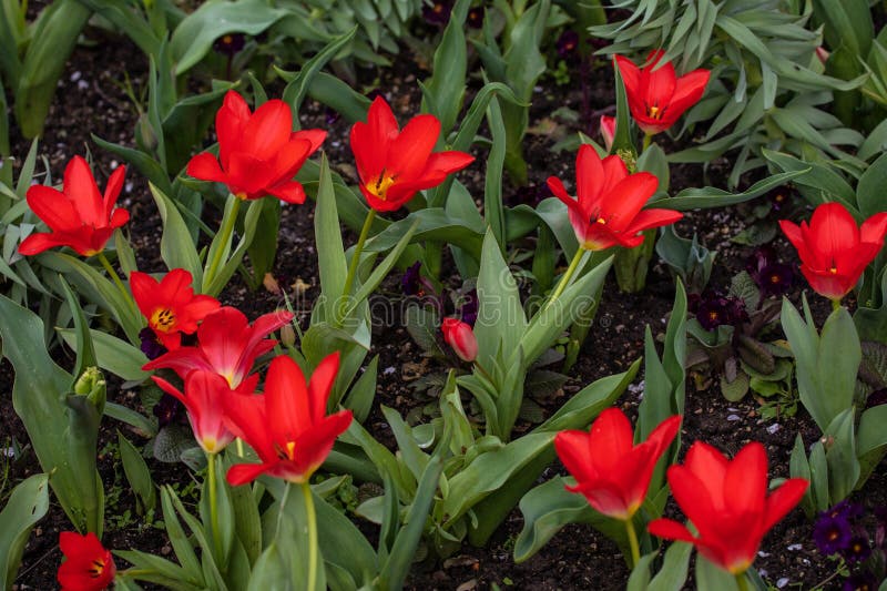 Open Tulips royalty free stock image
