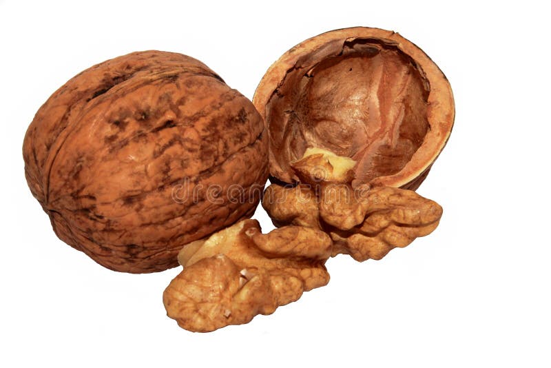 Open walnut stock photo. Image of walnut, isolated, healthy - 36525176