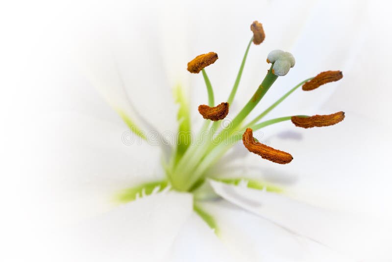 Open White Lily (Close View)