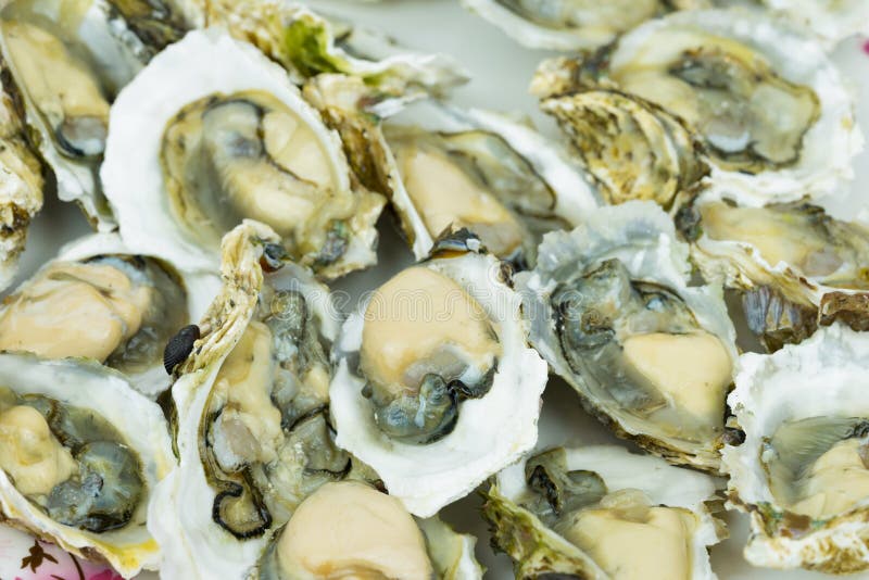 Opened Fresh Shucked Oysters Ready for Eating Stock Photo Image of