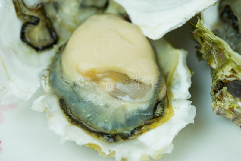 Opened Fresh Shucked Oysters Ready for Eating Stock Photo Image of