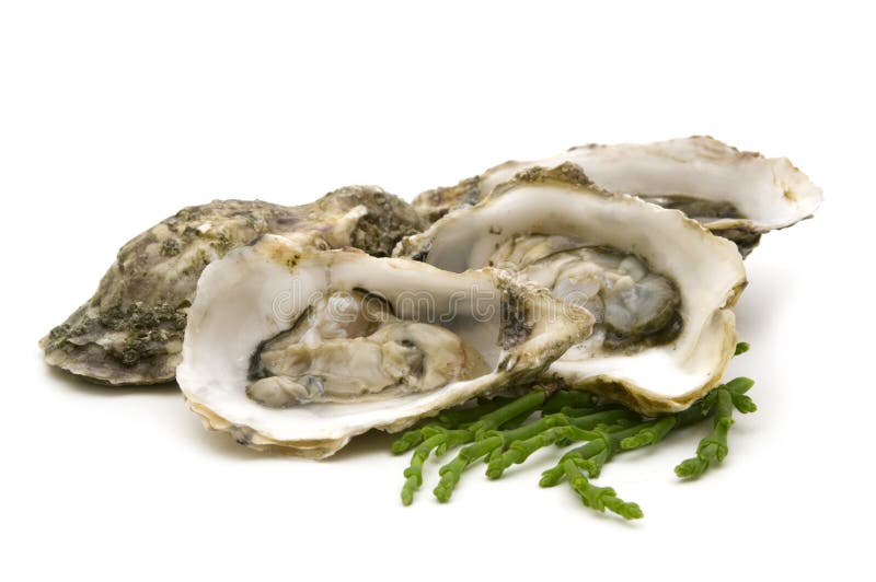 Oysters stock photo. Image of background, luxury, object 12579476