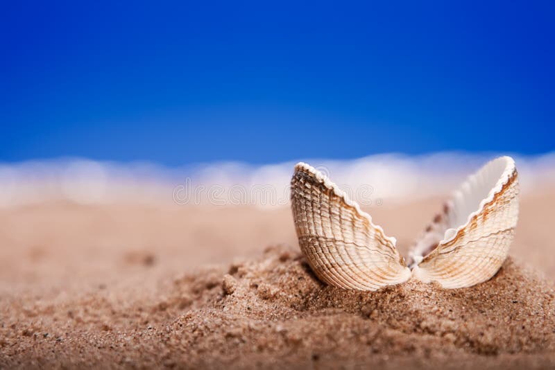 Opened sea shell seashell on beach sand
