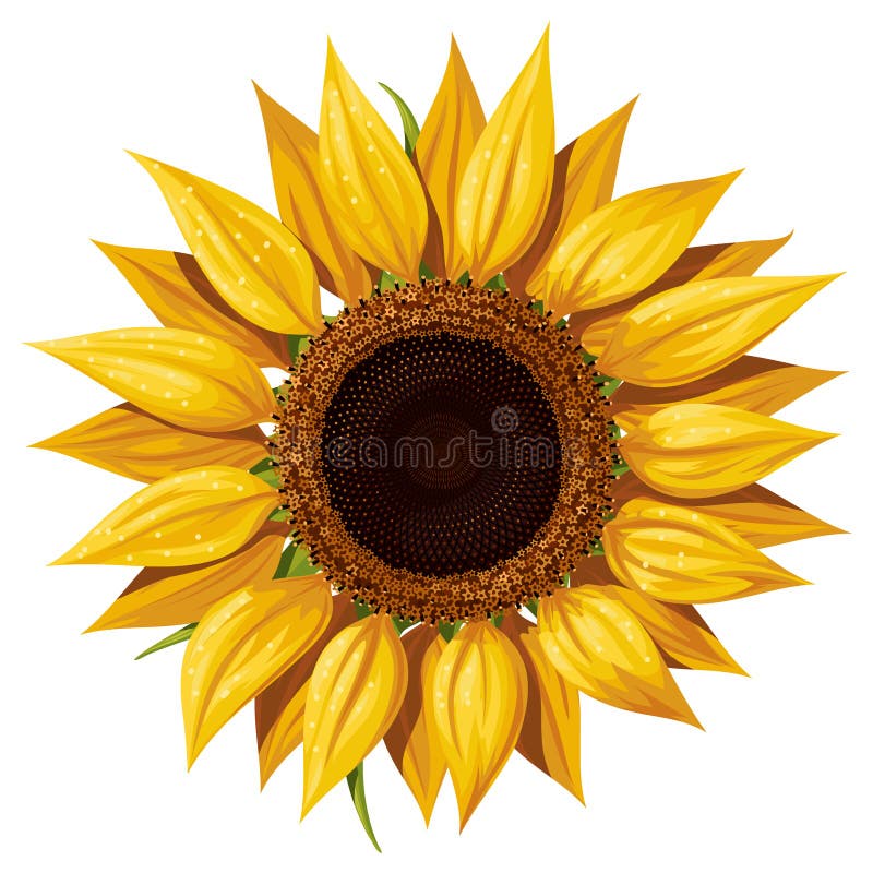 Opened Sunflower Flower, Top View, Isolated Stock Vector Illustration