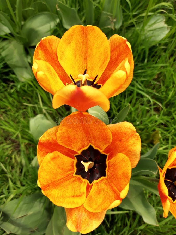 Tulip flower open stock photo. Image of plant, tulip 217737950