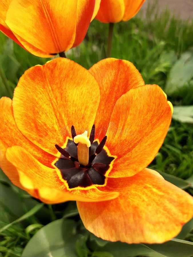 Tulip flower open stock photo. Image of royaltyfree 217820338