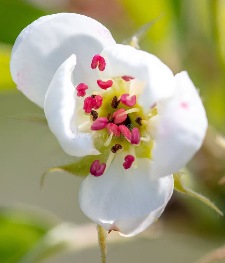 Opening Flowers on a Pear Tree in Spring. Stock Image Image of bloom