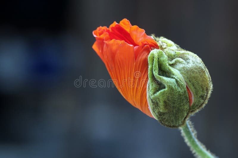 Red Poppy Flower Bud Opening In Early Spring Stock Photo Image of nature, plant 13955670