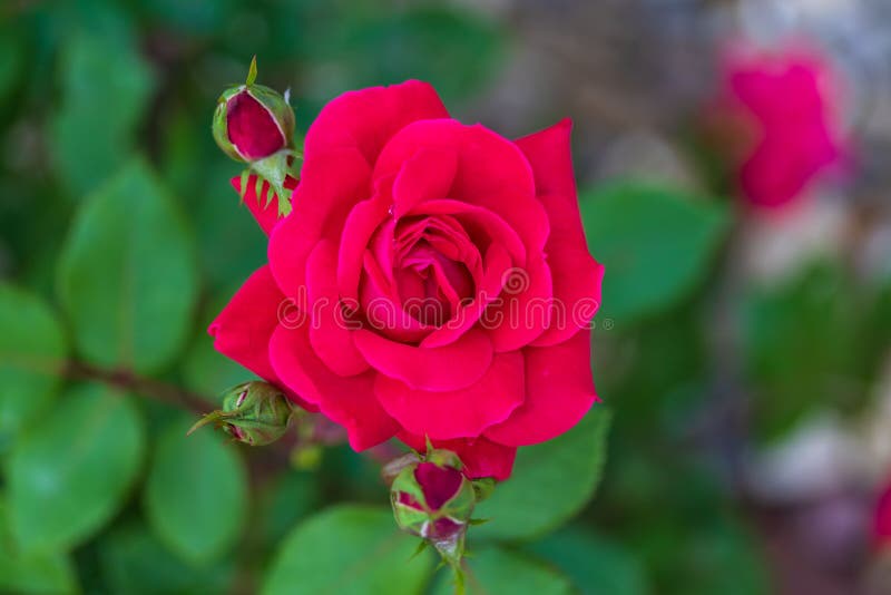 Red Rose Blossom And Green Tree Frog Stock Image - Image of backgrounds ...