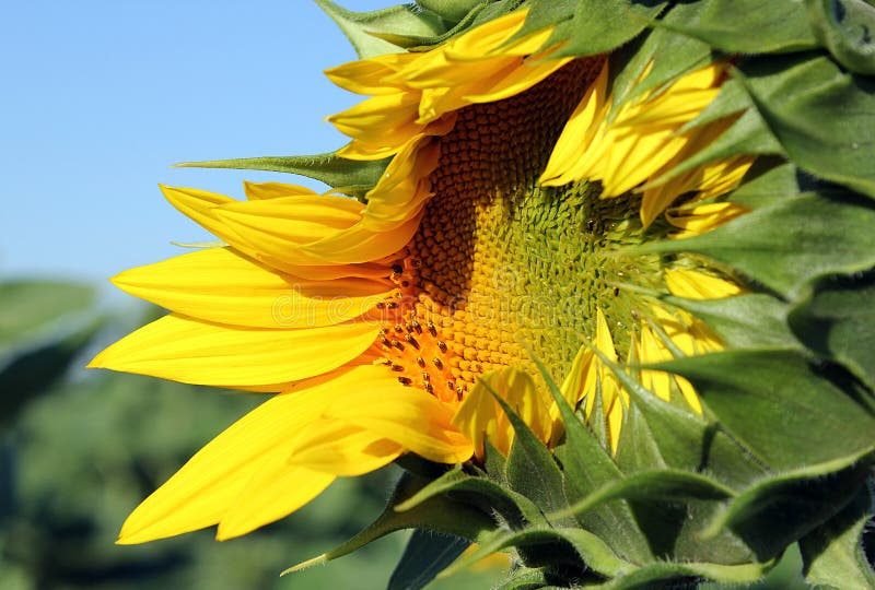 Summer background - opening sunflower closeup