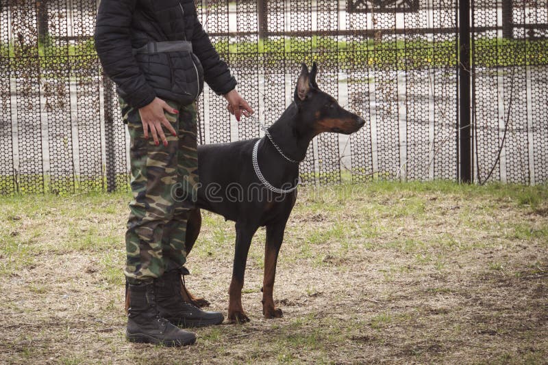 Openlucht opleidingsproces in dogschool militaire oefeningen met het gebruik van honden militair meisje die de leiband van een ho royalty-vrije stock foto's Openlucht opleidingsproces in dogschool militaire oefeningen met het gebruik van honden militair meisje die de leiband van een ho royalty-vrije stock foto's