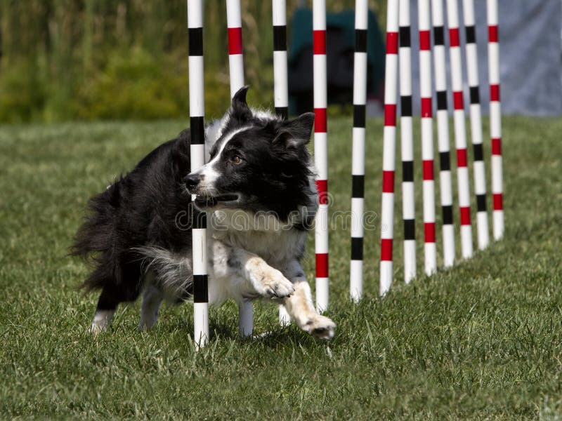 Operatore di Collie Weave Poles While Watching del confine fotografie stock Operatore di Collie Weave Poles While Watching del confine fotografie stock
