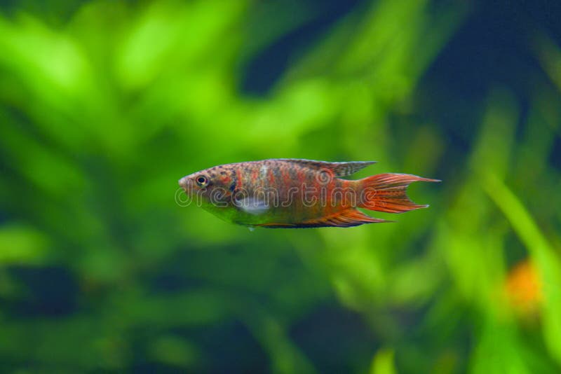 Opercularis Macropodus Το συνηθισμένο πορτοκάλι ψαριών macropod σε ένα γκρίζο λωρίδα κολυμπά σε ένα διαφανές ενυδρείο με τις πράσ στοκ φωτογραφίες Opercularis Macropodus Το συνηθισμένο πορτοκάλι ψαριών macropod σε ένα γκρίζο λωρίδα κολυμπά σε ένα διαφανές ενυδρείο με τις πράσ στοκ φωτογραφίες