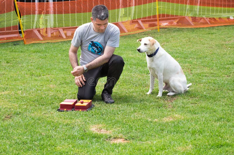 Opgeleide hond die drugs in demonstratiedozen zoeken stock foto Opgeleide hond die drugs in demonstratiedozen zoeken stock foto
