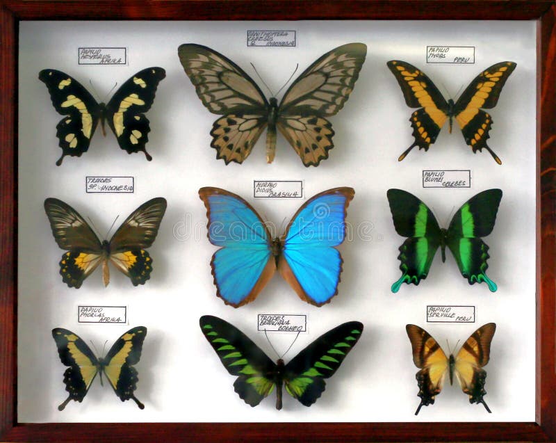 Opgezette vlinderinzameling