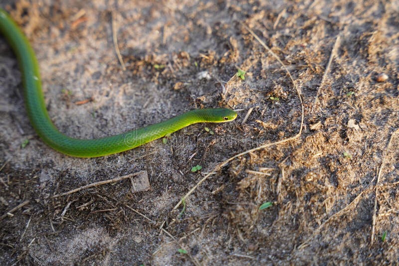 Opheodrys Smooth Green Grass Snake Slithers through the Dry Grass Stock ...