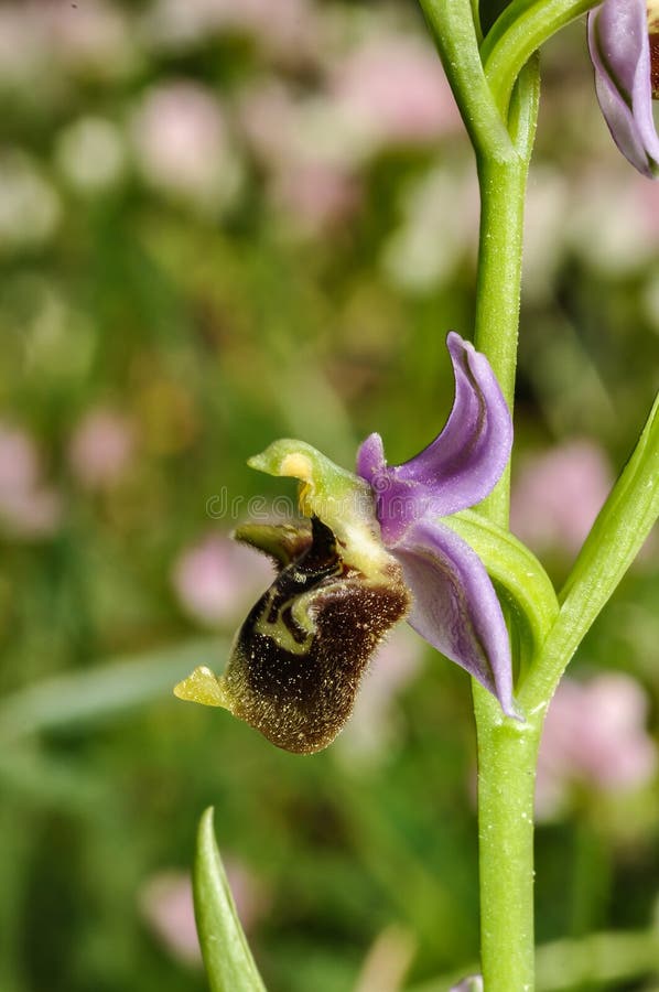 Ophrys lycia close up, Lycian-Kas orchid, endemic species