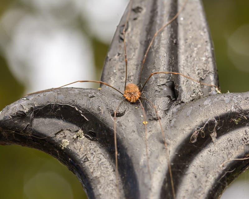 428 Opiliones Spider Stock Photos - Free & Royalty-Free Stock Photos from  Dreamstime