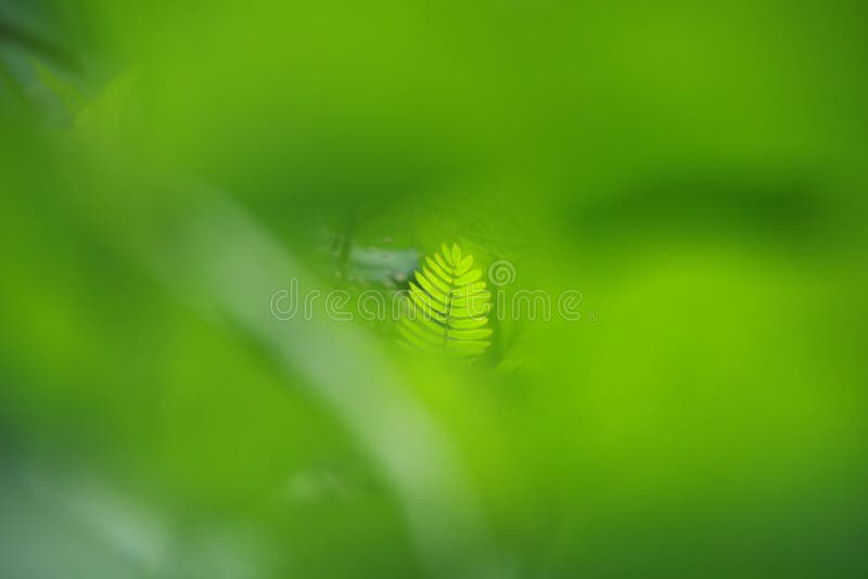 Opini?n de la naturaleza del primer de la hoja verde en jard?n en el verano bajo luz del sol imagen de archivo libre de regalías Opini?n de la naturaleza del primer de la hoja verde en jard?n en el verano bajo luz del sol imagen de archivo libre de regalías