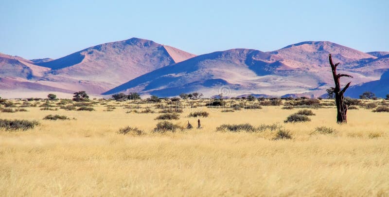 Opini?n del paisaje en la cacerola de Sossusvlei en Namibia ?frica fotos de archivo Opini?n del paisaje en la cacerola de Sossusvlei en Namibia ?frica fotos de archivo