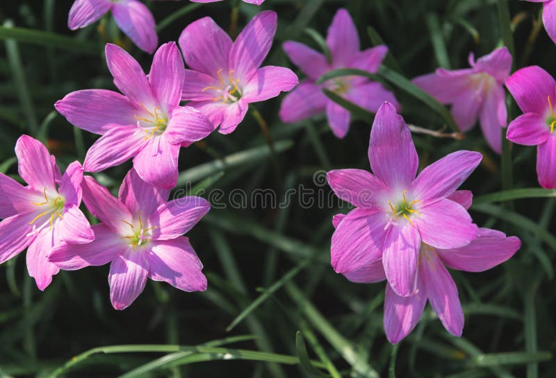 Opini?o superior das flores grandiflora de Zephyranthes fotos de stock royalty free Opini?o superior das flores grandiflora de Zephyranthes fotos de stock royalty free