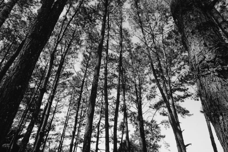 Opinião cênico do estilo preto e branco da imagem da árvore muito grande e alta com luz do sol na floresta ao olhar acima imagem de stock Opinião cênico do estilo preto e branco da imagem da árvore muito grande e alta com luz do sol na floresta ao olhar acima imagem de stock