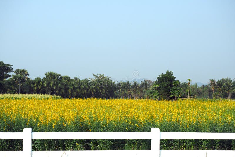 A opinião da paisagem do cenário do sunhemp amarelo floresce imagem de stock A opinião da paisagem do cenário do sunhemp amarelo floresce imagem de stock