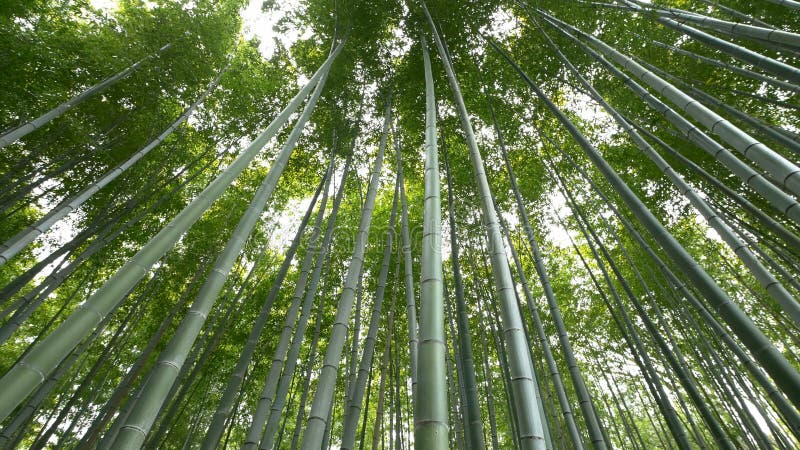 Opinião de baixo ângulo da floresta de bambu, Arashiyama, Kyoto, Japão