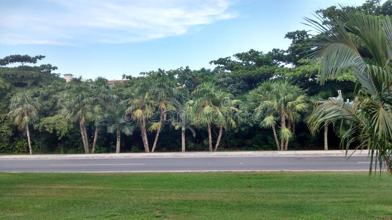 Opinião de árvores lateral da estrada
