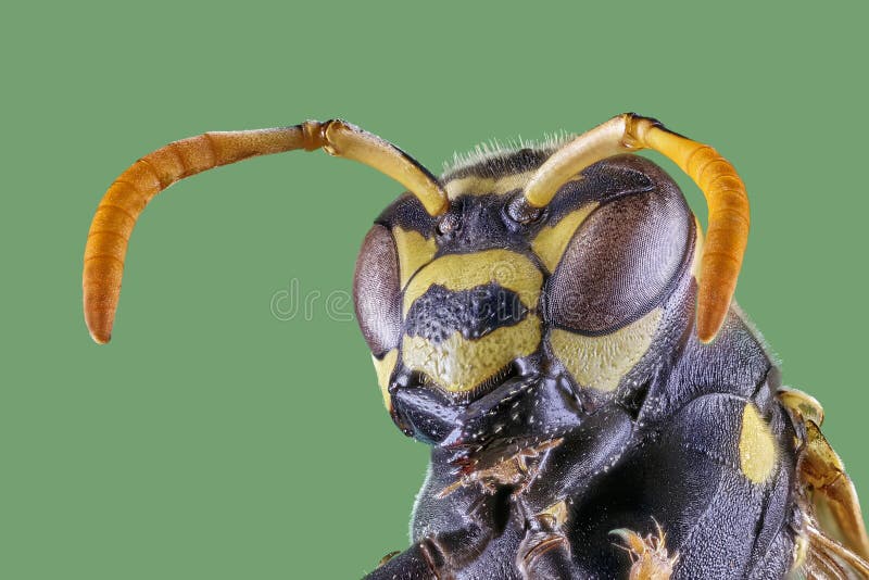 Opinião dianteira da vespa no fundo branco, close-up macro fotos de stock royalty free Opinião dianteira da vespa no fundo branco, close-up macro fotos de stock royalty free