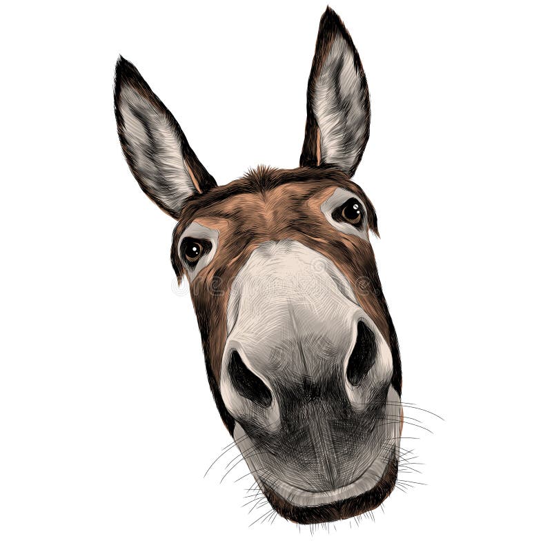 Opinião dianteira do burro com uma grande cabeça ilustração royalty free Opinião dianteira do burro com uma grande cabeça ilustração royalty free