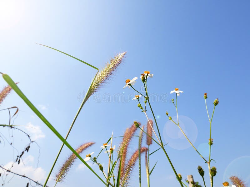 Opinião do olho da rã a grama e a margarida sob o céu azul imagem de stock Opinião do olho da rã a grama e a margarida sob o céu azul imagem de stock