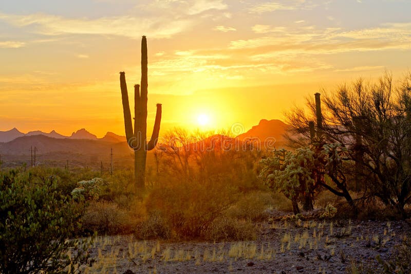 Opinião do por do sol do deserto do Arizona com cactos