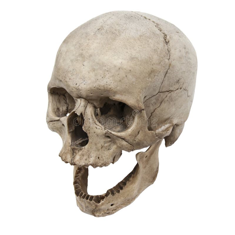 Opinião humana velha do crânio de cima sem dos dentes foto de stock Opinião humana velha do crânio de cima sem dos dentes foto de stock