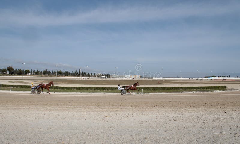 Opinião larga do começo da raça de chicote de fios do cavalo fotografia de stock Opinião larga do começo da raça de chicote de fios do cavalo fotografia de stock