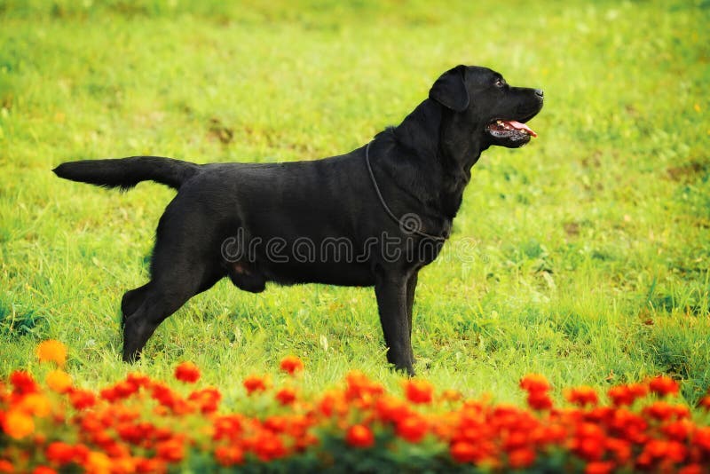 Black Labrador posing on the flower meadow. Black Labrador posing on the flower meadow