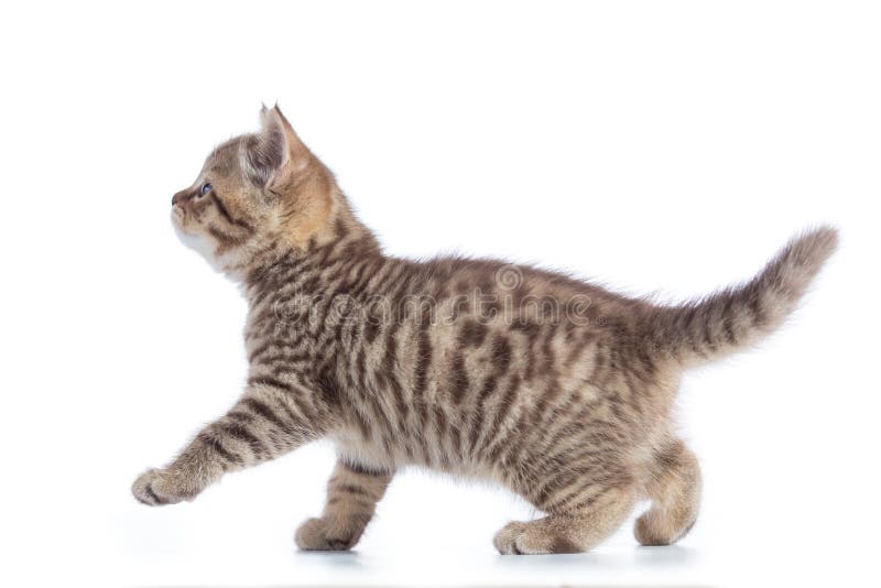 Opinião lateral do gato novo Gatinho de passeio do gato malhado isolado no branco fotografia de stock royalty free Opinião lateral do gato novo Gatinho de passeio do gato malhado isolado no branco fotografia de stock royalty free