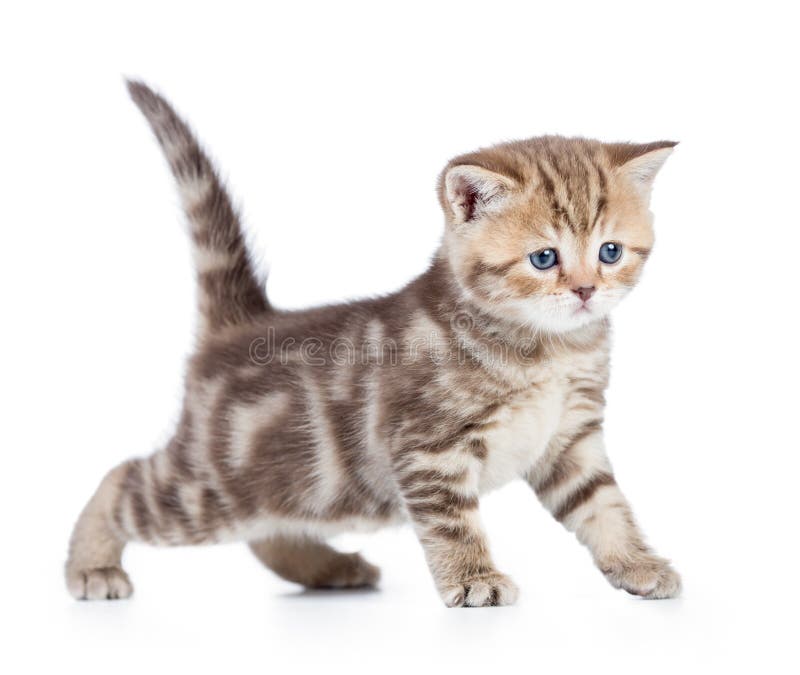 Opinião lateral nova do gato ou do gatinho do bebê isolada imagem de stock Opinião lateral nova do gato ou do gatinho do bebê isolada imagem de stock