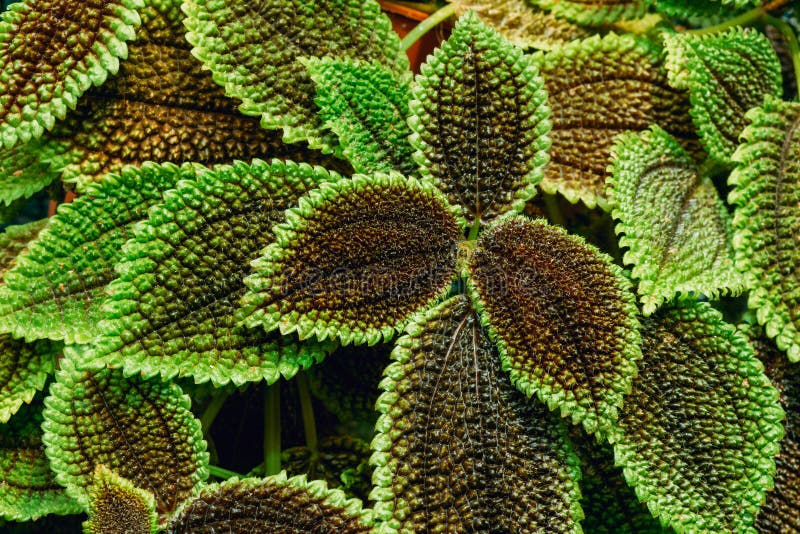 Opinião próxima o Pilea verde Crassifolia no jardim botânico imagem de stock royalty free Opinião próxima o Pilea verde Crassifolia no jardim botânico imagem de stock royalty free