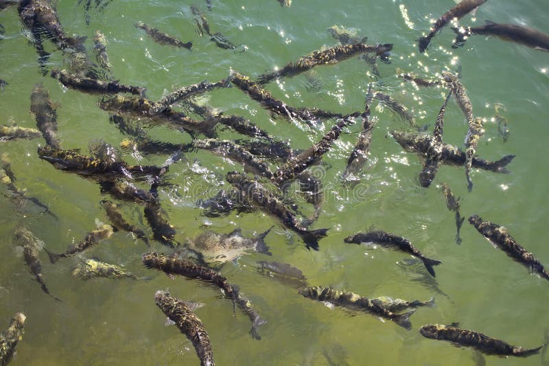 Opinião superior o Cyprinus carpio de muitos peixes da carpa imagens de stock Opinião superior o Cyprinus carpio de muitos peixes da carpa imagens de stock