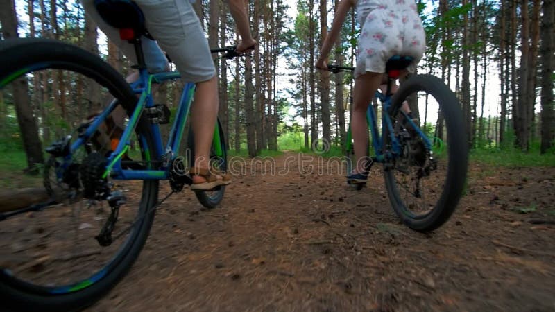 A opinião traseira o homem novo e a mulher montam bicicletas através da floresta do pinho