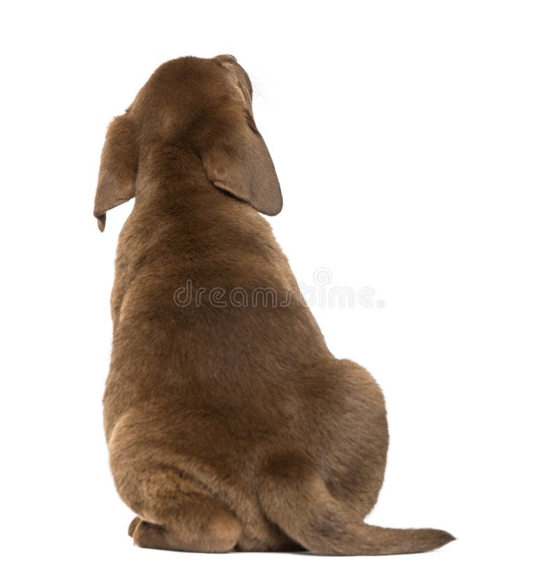 Opinião traseira um cachorrinho de labrador retriever que olha acima, 2 meses velho imagem de stock royalty free Opinião traseira um cachorrinho de labrador retriever que olha acima, 2 meses velho imagem de stock royalty free