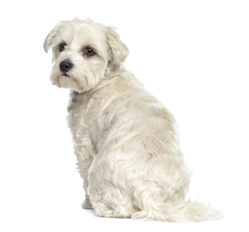 Opinião traseira um cão maltês de Bichon foto de stock Opinião traseira um cão maltês de Bichon foto de stock