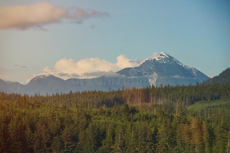 Opinião verde da paisagem da floresta imagens de stock