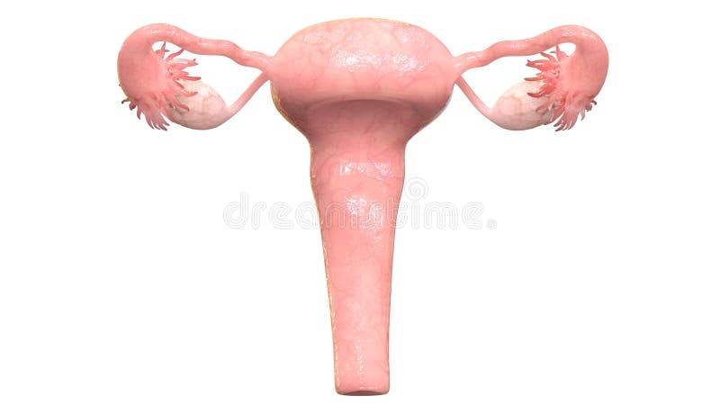 Opinión anterior femenina de la anatomía del sistema reproductivo stock de ilustración Opinión anterior femenina de la anatomía del sistema reproductivo stock de ilustración