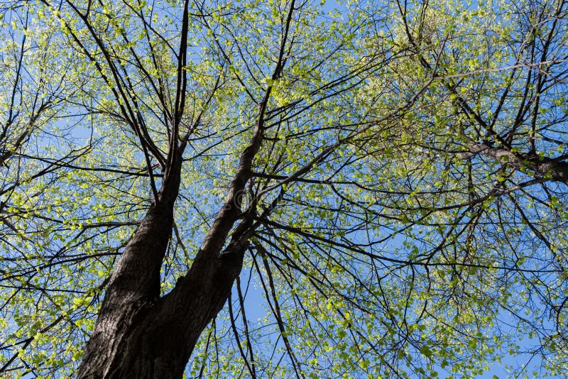 Opinión de Bottom Up a las coronas del árbol de los tilos de la primavera en fondo del cielo azul foto de archivo Opinión de Bottom Up a las coronas del árbol de los tilos de la primavera en fondo del cielo azul foto de archivo
